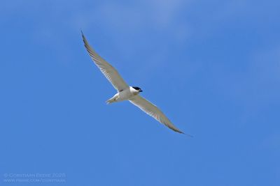 Lachstern / Gull-billed Tern