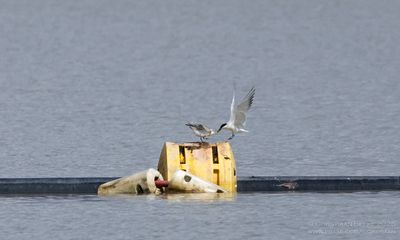 Lachsterns / Gull-billed Terns