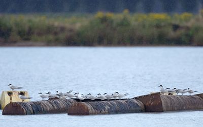 Lachsterns / Gull-billed Terns