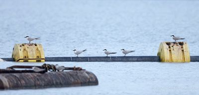 Lachsterns / Gull-billed Terns