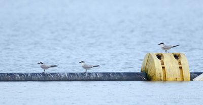 Lachsterns / Gull-billed Terns