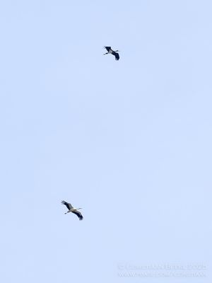 Zwarte Ooievaar met Ooievaar / Black Stork with White Stork