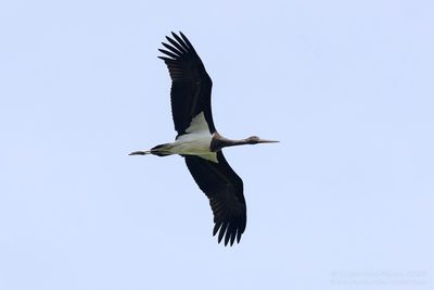 Zwarte Ooievaar / Black Stork