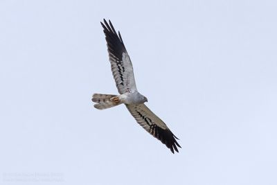 Grauwe Kiekendief / Montagu's Harrier