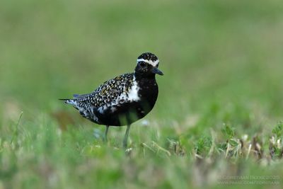 Aziatische Goudplevier / Pacific Golden Plover