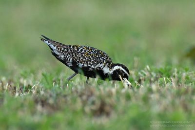 Aziatische Goudplevier / Pacific Golden Plover