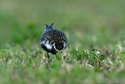 Aziatische Goudplevier / Pacific Golden Plover