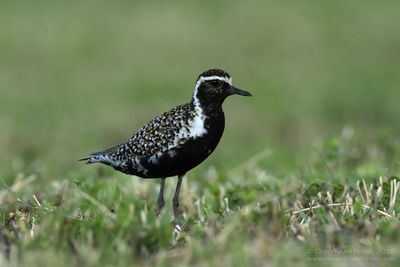 Aziatische Goudplevier / Pacific Golden Plover