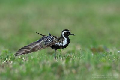 Aziatische Goudplevier / Pacific Golden Plover