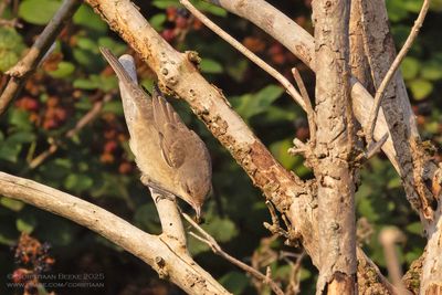 Sperwergrasmus / Barred Warbler