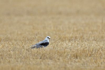 Grijze Wouw / Black-winged Kite