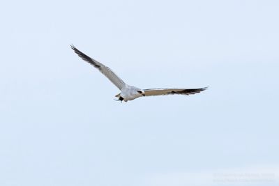 Grijze Wouw / Black-winged Kite