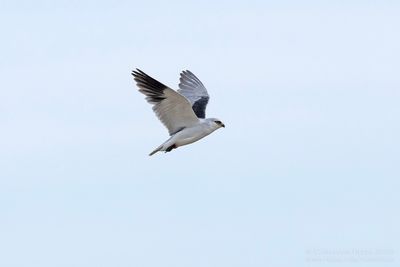 Grijze Wouw / Black-winged Kite