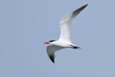 Reuzenstern / Caspian Tern