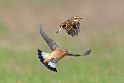 Paapje en Tapuit / Whinchat and Wheatear