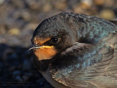 Boerenzwaluw / Barn Swallow