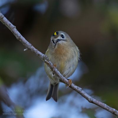 Goudhaan / Goldcrest