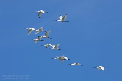 Lepelaars / Spoonbills