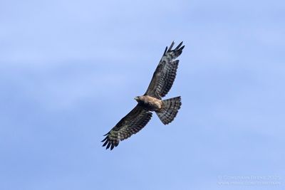 Wespendief  / Honey Buzzard