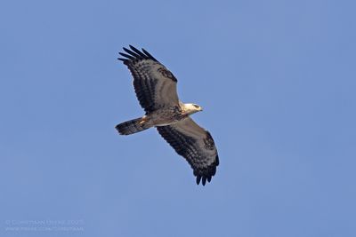 Wespendief / Honey Buzzard