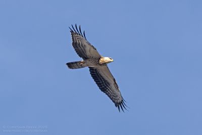 Wespendief / Honey Buzzard