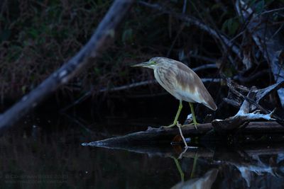 Ralreiger / Squacco Heron