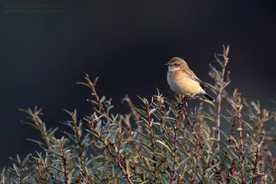 Aziatische Roodborsttapuit / Siberian Stonechat