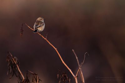 Aziatische Roodborsttapuit / Siberian Stonechat