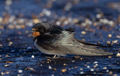 Boerenzwaluw / Barn Swallow