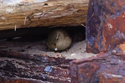 Winterkoning / Eurasian Wren