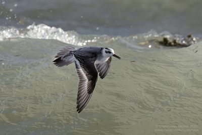 Rosse Franjepoot / Grey Phalarope