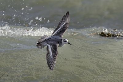 Rosse Franjepoot / Grey Phalarope