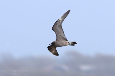 Kleinste Jager / Long-tailed Skua