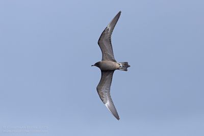 Kleinste Jager / Long-tailed Skua