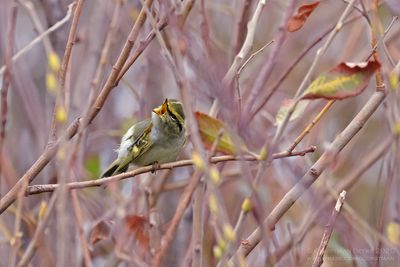 Pallas' Boszanger / Pallas' Leaf Warbler