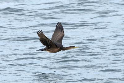 Kuifaalscholver / Eurasian Shag