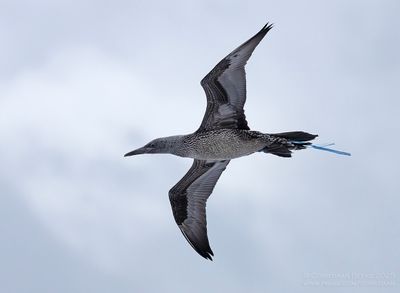 Jan-van-gent / Northern Gannet