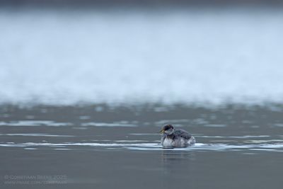 Roodhalsfuut / Red-necked Grebe