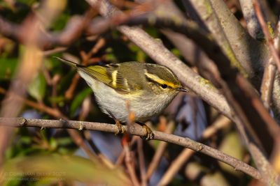 Pallas' Boszanger / Pallas' Leaf Warbler