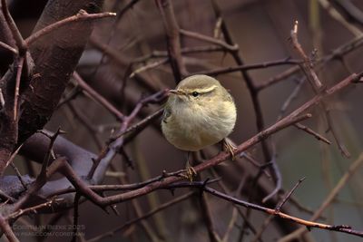 Humes Bladkoning / Humes Leaf Warbler