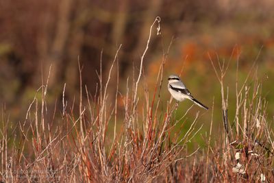 Klapekster / Great Grey Shrike