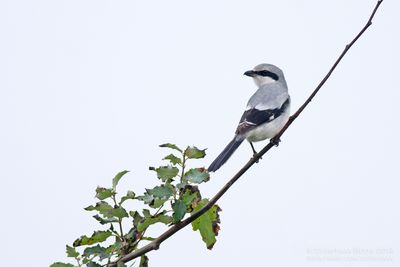 Klapekster / Great Grey Shrike