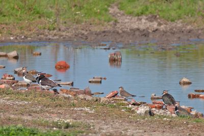 Oosterse Vorkstaartplevier / Oriental Pratincole