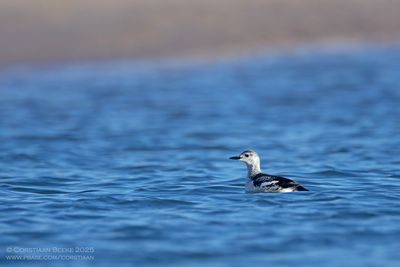 Zwarte Zeekoet / Black Guillemot