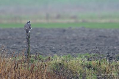 Havik / Northern Goshawk
