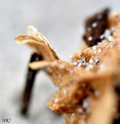 DSC_9515.jpg