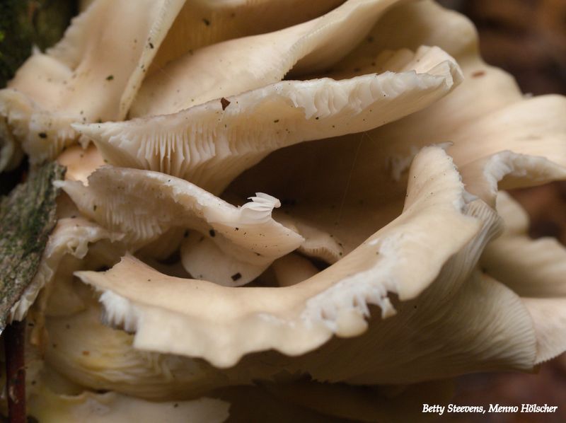 Oesterzwam - Oyster mushroom