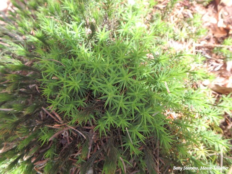 Mos - Moss