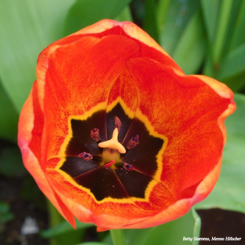 Rood - Red