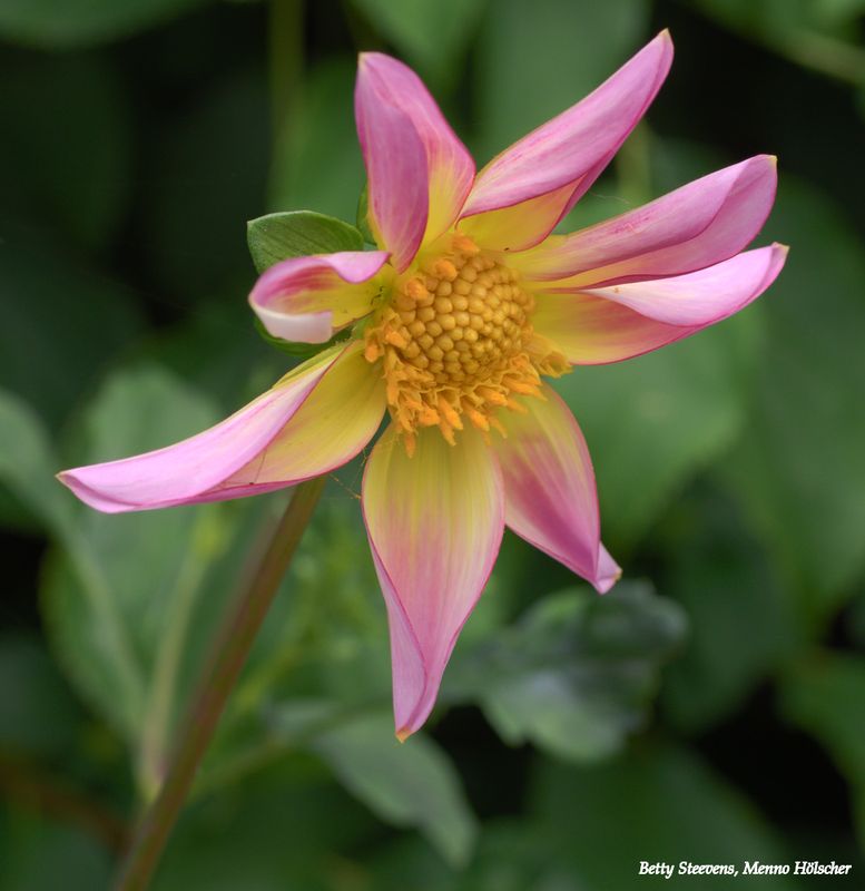 Dahlia